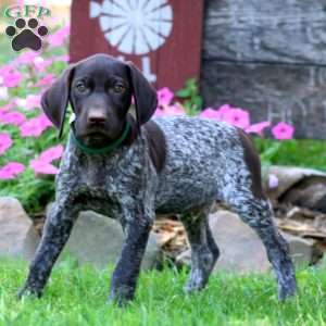 Maple, German Shorthaired Pointer Puppy