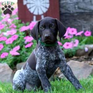 Maple, German Shorthaired Pointer Puppy