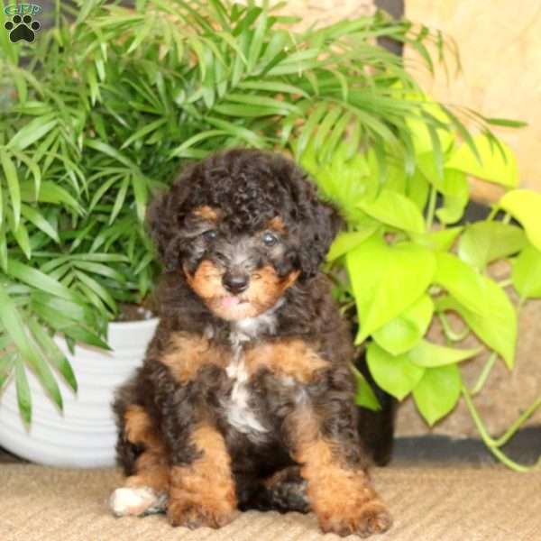 Marcela, Miniature Poodle Puppy