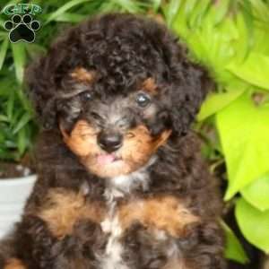 Marcela, Miniature Poodle Puppy