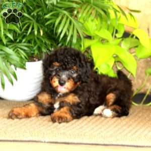 Marcela, Miniature Poodle Puppy
