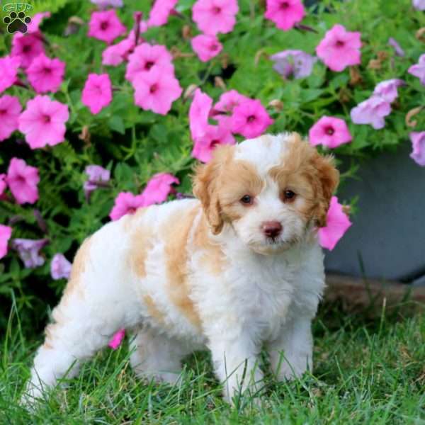 Marcella, Cavapoo Puppy