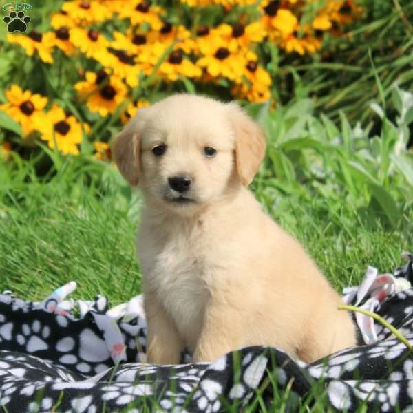 Marcie, Golden Retriever Puppy
