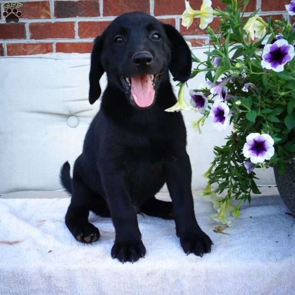 Marco, Black Labrador Retriever Puppy