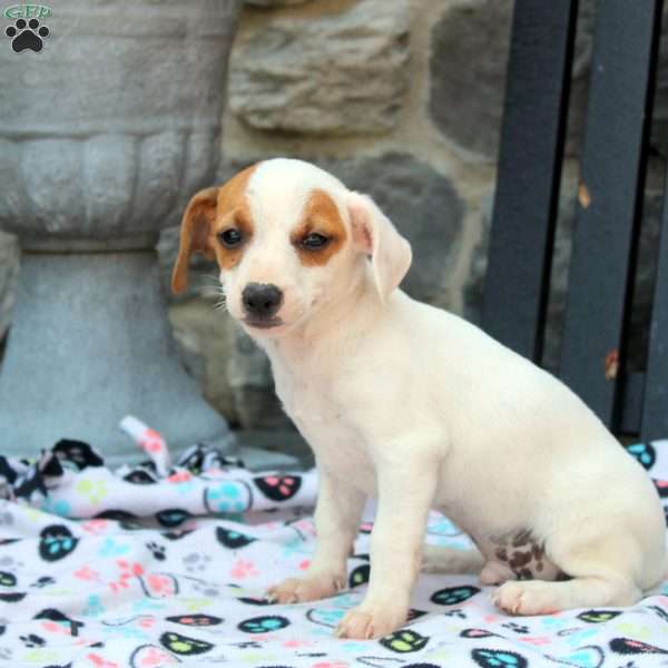 Marcus, Chihuahua Mix Puppy