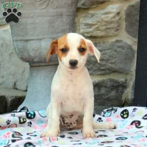 Marcus, Chihuahua Mix Puppy