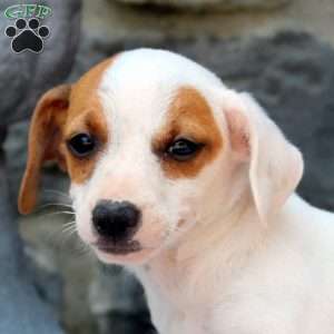Marcus, Chihuahua Mix Puppy
