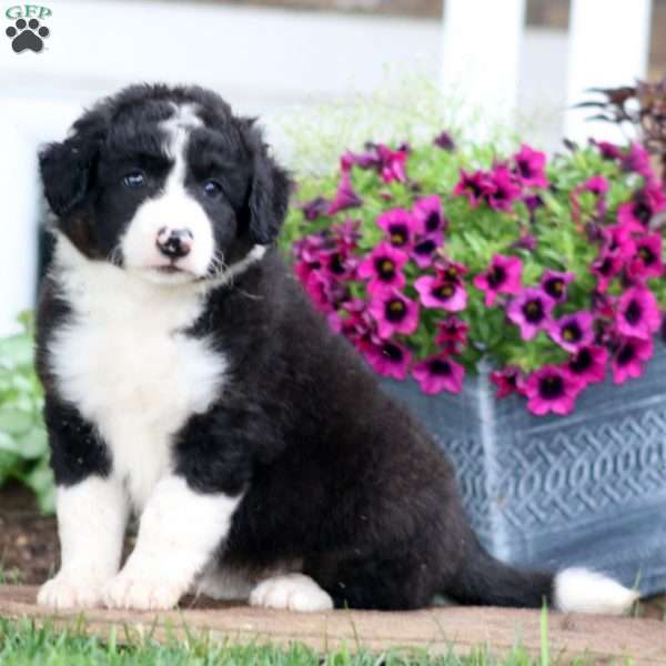 Marcus, Bernese Mountain Dog Mix Puppy