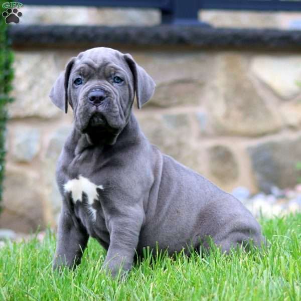 Marcus, Cane Corso Puppy