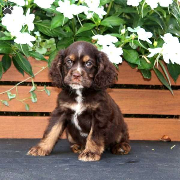 Marcus, Cocker Spaniel Puppy