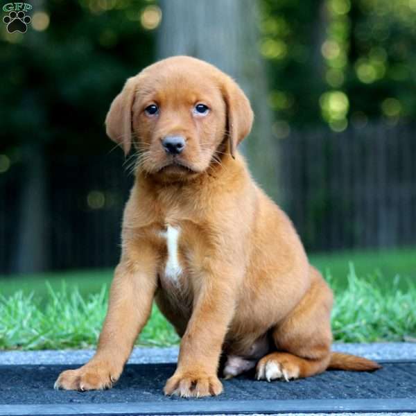 Marcus, Fox Red Labrador Retriever Puppy