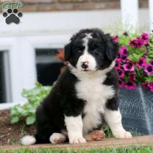 Marcus, Bernese Mountain Dog Mix Puppy