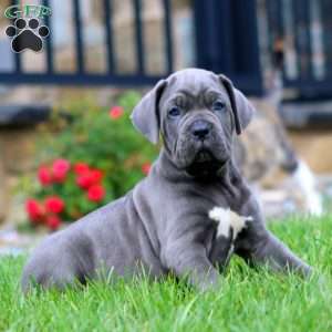 Marcus, Cane Corso Puppy