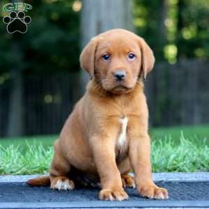 Marcus, Fox Red Labrador Retriever Puppy