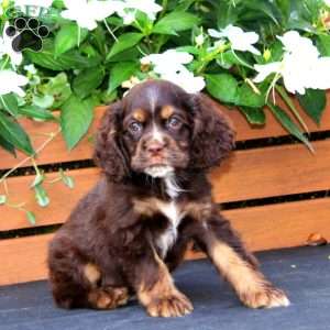Marcus, Cocker Spaniel Puppy