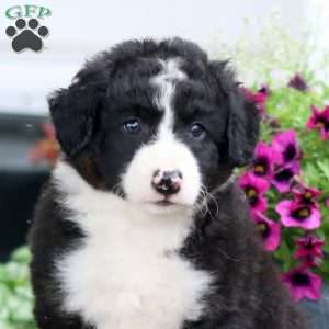 Marcus, Bernese Mountain Dog Mix Puppy