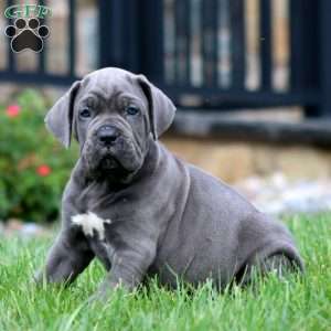 Marcus, Cane Corso Puppy