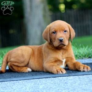 Marcus, Fox Red Labrador Retriever Puppy