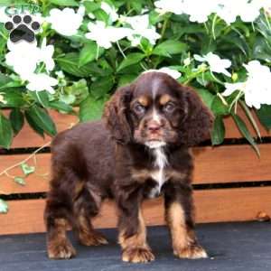 Marcus, Cocker Spaniel Puppy