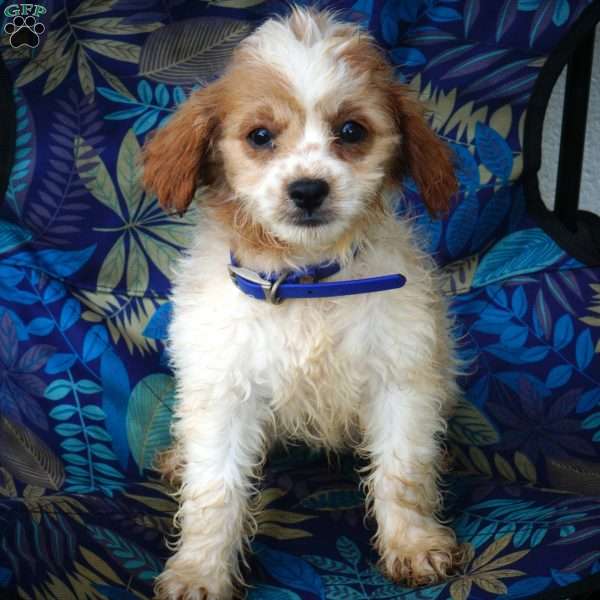 Marcus, Miniature Poodle Mix Puppy