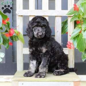 Maria, Standard Poodle Puppy