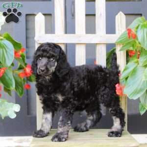 Maria, Standard Poodle Puppy