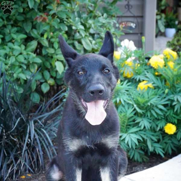 Maria, German Shepherd Puppy