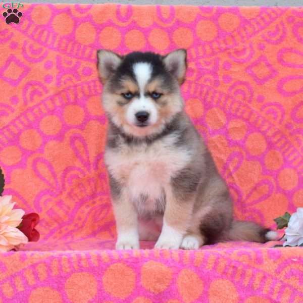 Marie, Pomsky Puppy