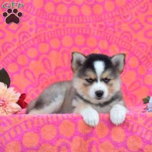 Marie, Pomsky Puppy