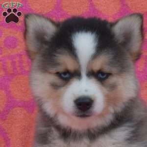 Marie, Pomsky Puppy