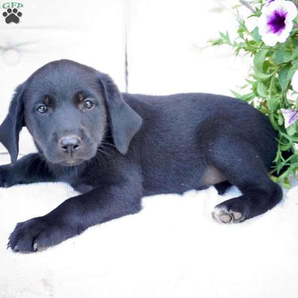 Mario, Black Labrador Retriever Puppy