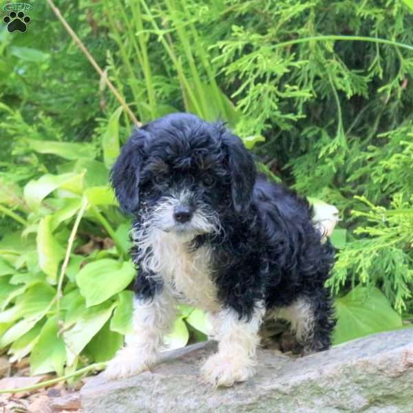 Marky, Cavapoo Puppy
