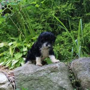 Marky, Cavapoo Puppy