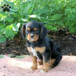 Marla, Cavalier King Charles Spaniel Puppy