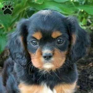 Marla, Cavalier King Charles Spaniel Puppy