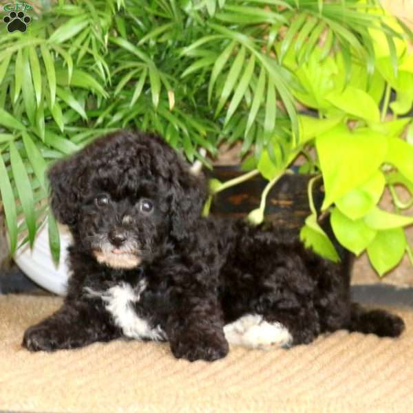 Marlee, Miniature Poodle Puppy