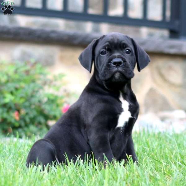 Marlee, Cane Corso Puppy