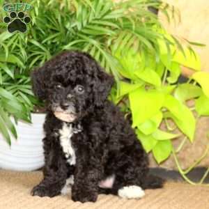 Marlee, Miniature Poodle Puppy