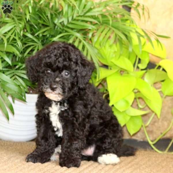 Marlee, Miniature Poodle Puppy