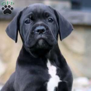 Marlee, Cane Corso Puppy
