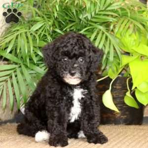 Marlee, Miniature Poodle Puppy