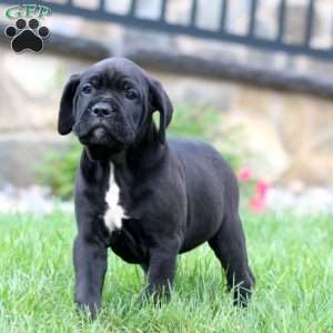 Marlee, Cane Corso Puppy