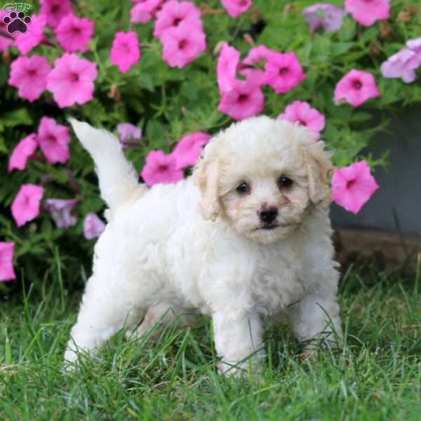 Marlene, Cavapoo Puppy