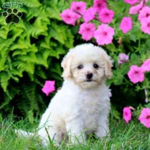 Marlene, Cavapoo Puppy