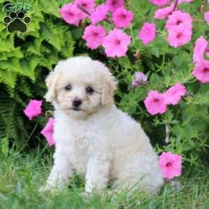 Marlene, Cavapoo Puppy