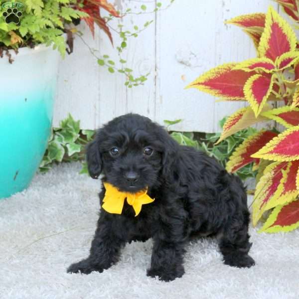 Marley, Yorkie Poo Puppy