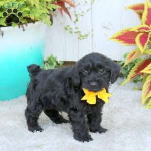 Marley, Yorkie Poo Puppy