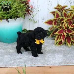 Marley, Yorkie Poo Puppy