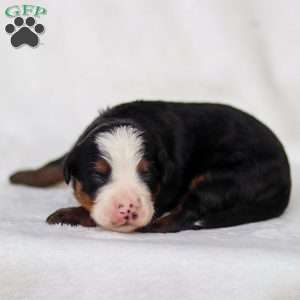 Marley, Mini Bernedoodle Puppy