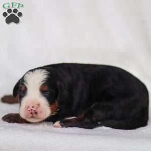 Marley, Mini Bernedoodle Puppy